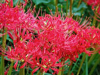 彼岸花のイメージ