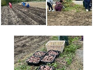 芋掘り！！のイメージ