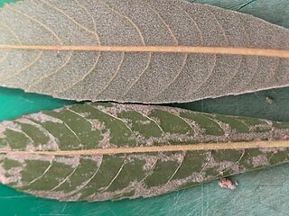 漢方薬のイメージ