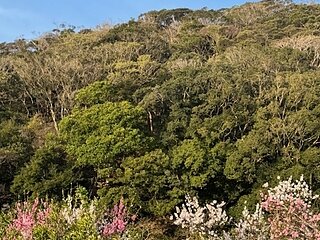 対馬店出張の際の春発見！！のイメージ
