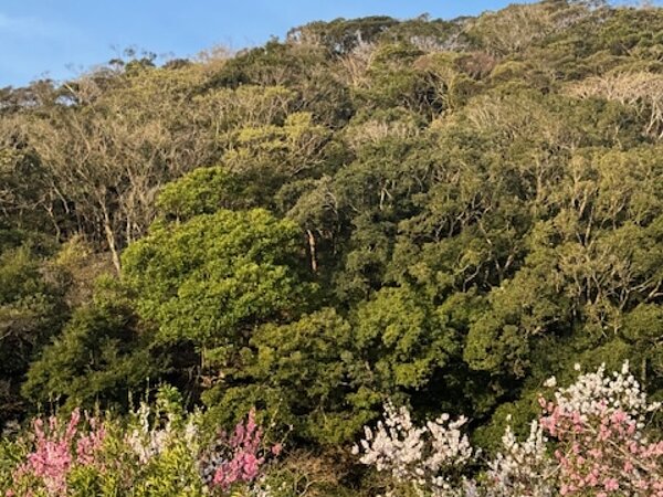 対馬店出張の際の春発見！！の画像