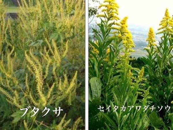 秋のアレルギー　残念ながらスタートの画像